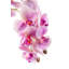 Jetta Oversized Realtouch Orchid Arrangement in Large Fiberstone Bowl-620232164