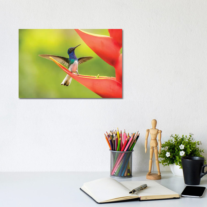 Costa Rica, Sarapiqui River Valley. Male White-Necked Jacobin On Heliconia. by Jaynes Gallery - Wrapped Canvas Print