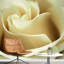 Murale florale-93996903