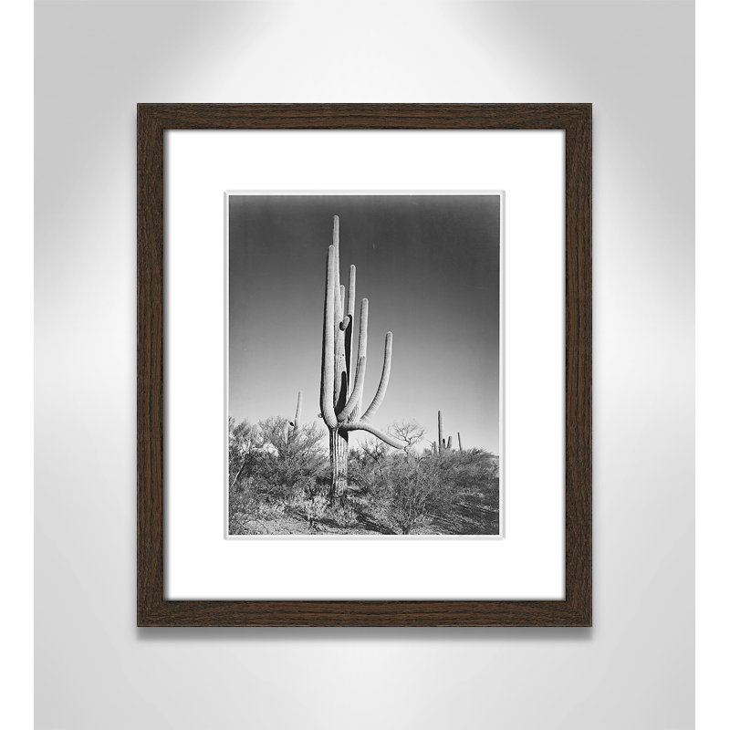«Cactus In Saguaro National Monument In Arizona», reproduction de photo sur papier encadrée, H 15 po x l 13 po x P 0,75 po