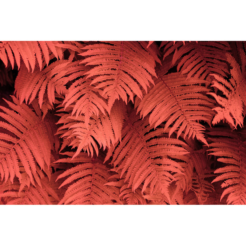 Fern Background - Wrapped Canvas Print, 20cm H x 30cm W x 3.8cm D