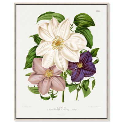 Toile clématite par Art Remedy