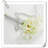 Lillies Arrangement