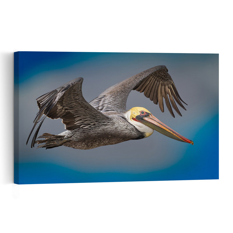 Brown Pelican In Flight Abstract Bird Pelican Coastal Nature Wall Art Print by Jeffrey C. Sink - 1 Piece Wrapped Canvas Wall Art
