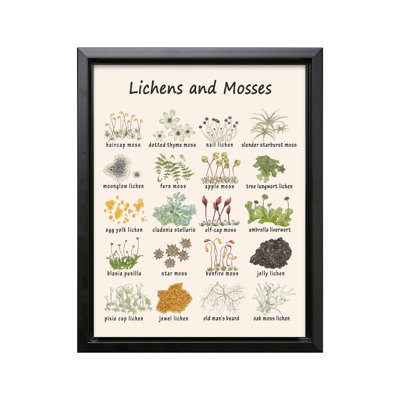 Lichens et mousses