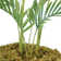 Panama Palm Tree in Planter