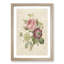 Pink Anemone Rose by Pierre-Joseph Redoute - Picture Frame Painting Print-55583452-55583456