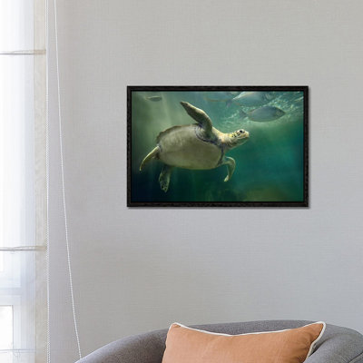 Green Sea Turtle And Fish, Sabah, Malaysia II by Tim Fitzharris - Gallery-Wrapped Canvas Giclée on Canvas