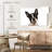 Brampt Little Boston Terrier-108736207