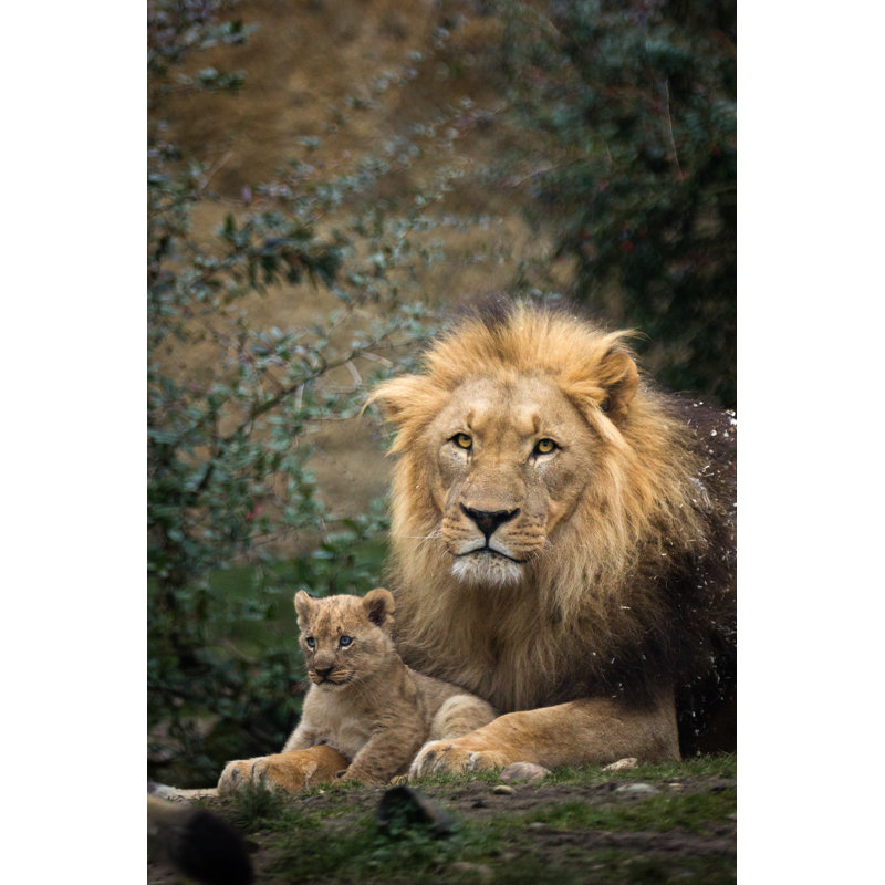 Father And Son by Cloudtail_the_Snow_Leopard - Wrapped Canvas Print, 46cm H x 30cm W