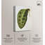 «Rattlesnake Leaf Botanical Decor», reproduction d'art sur toile par Art Remedy-119975111-123807746