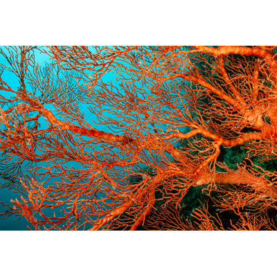 Knotted Fan Coral by Ifish - No Frame Print on Canvas