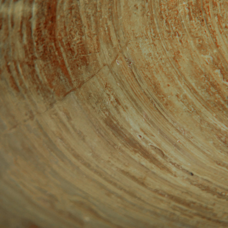 Genuine Fossilized Sea Scallop (0.49 lbs)