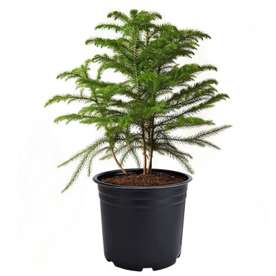 American Plant Exchange Norfolk Island Pine Tree, Pot, Tropical Evergreen