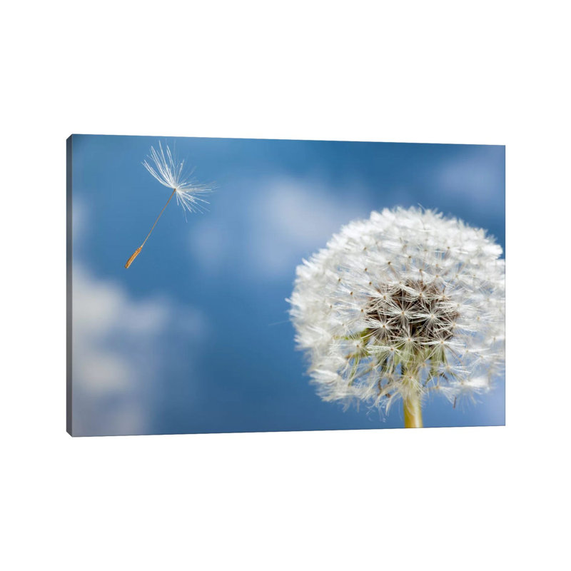 Dandelion Seed Being Dispersed By Wind, Oregon by Michael Durham - Wrapped Canvas Print, 66.04cm H x 101.6cm W