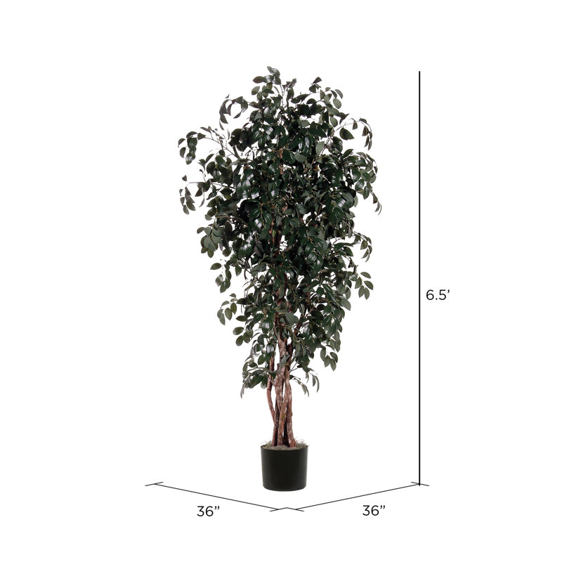 Cadre Executive Marginata en pot