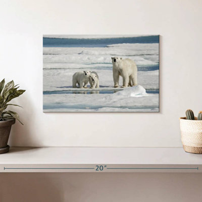 Ours polaires Brampt Longyearbyen