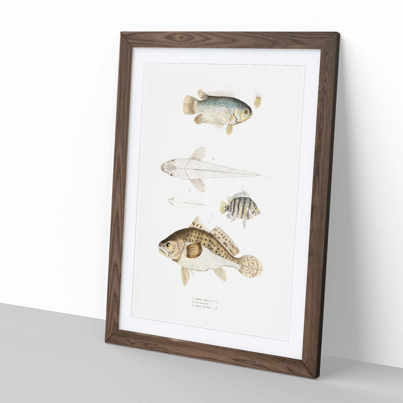 Assortment of Fish 1 Piece Single Picture Frame Painting, 45cm H x 33cm W x 2cm D, Walnut
