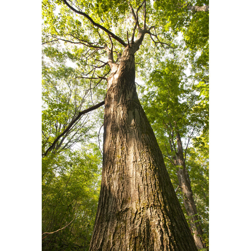 Old Oak Trees - Wrapped Canvas Print, 46cm H x 30cm W x 3.8cm D