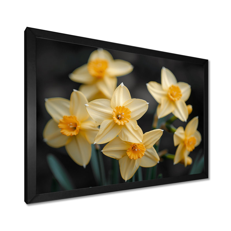 Jaune et noir, trompette d'espoir, jonquilles - jonquilles, H 12 po x l 20 po, Cadre simple noir