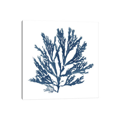 Pacific Sea Mosses Blue On White I by Wild Apple Portfolio - Wrapped Canvas Print