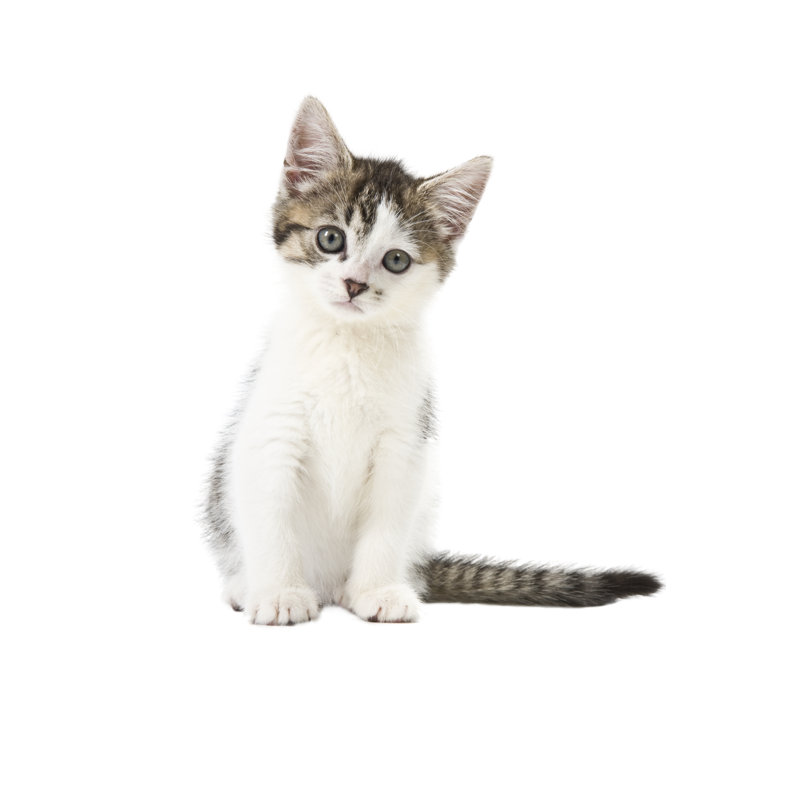 Young Kitten by Photoshopped - No Frame Art Prints on Canvas, 61cm H x 91cm W