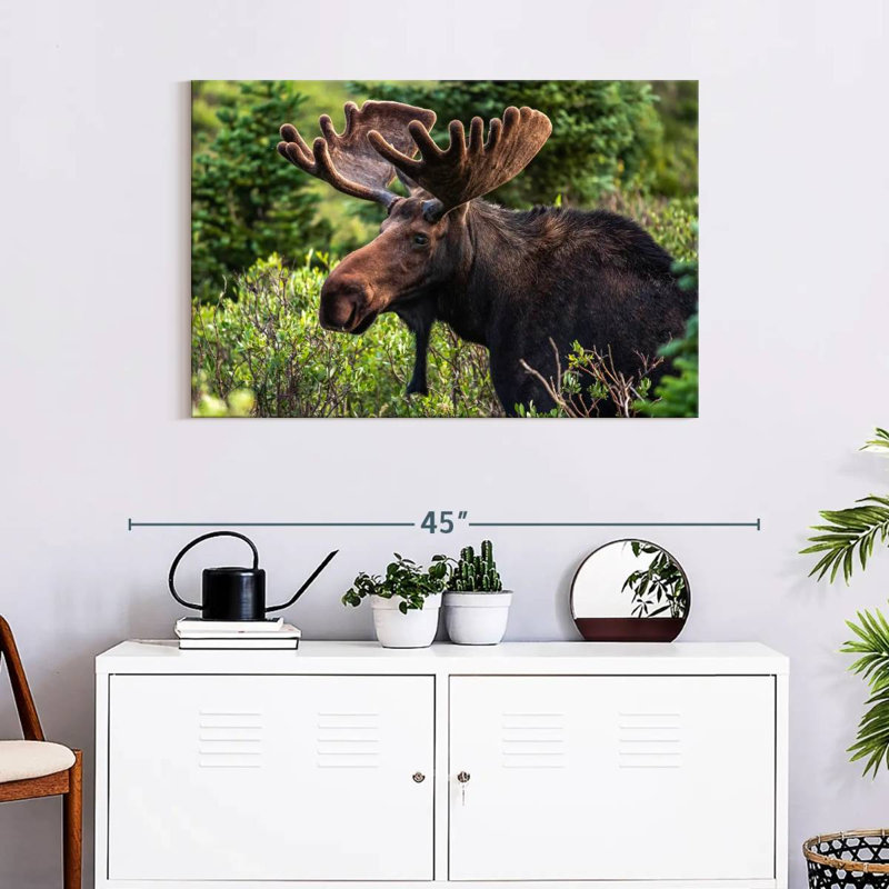 Brampt Wild Bull Moose, 24" H x 36" W