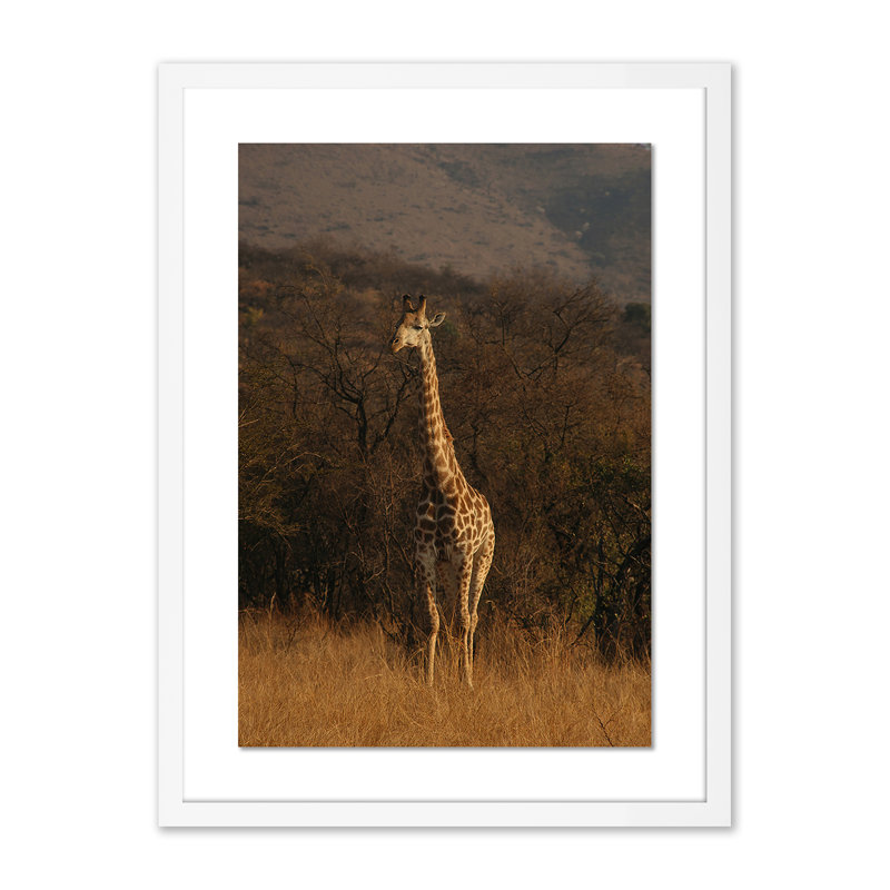 Giraffe 2 by Jade Hammer, White, 24" H x 18" W x 1.5" D