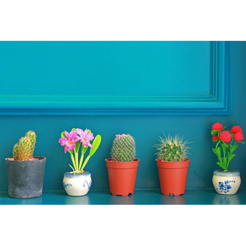 Small Cactus With Flower Decorated On Green Wall - Wrapped Canvas Print, 12"H x 18"W