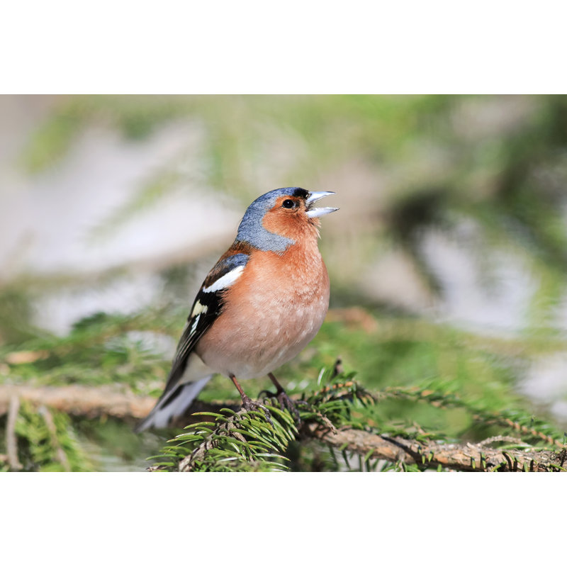 Finch Sings In The Woods Standing by Nataba - Wrapped Canvas Print, 30cm H x 46cm W x 3.8cm D
