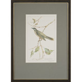 Honeysucker Print