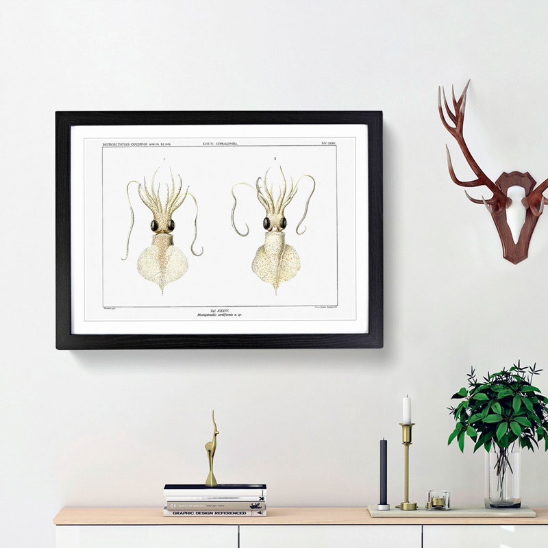 Love Heart Squid by Carl Chun - Framed Print, 36cm H x 48cm W x 2cm D, Black Framed