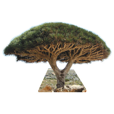 Socotra Dragon Blood Tree Cardboard Standup