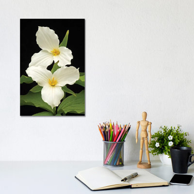 Trilliums par Brian Wolf - photographie sur toile tendue