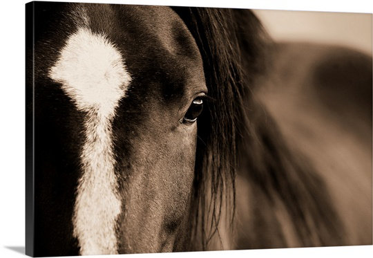 «Kemani Dark Eyes», Lisa Dearing, reproduction de photo, H 16 po x l 24 po x P 1,5 po, Toile