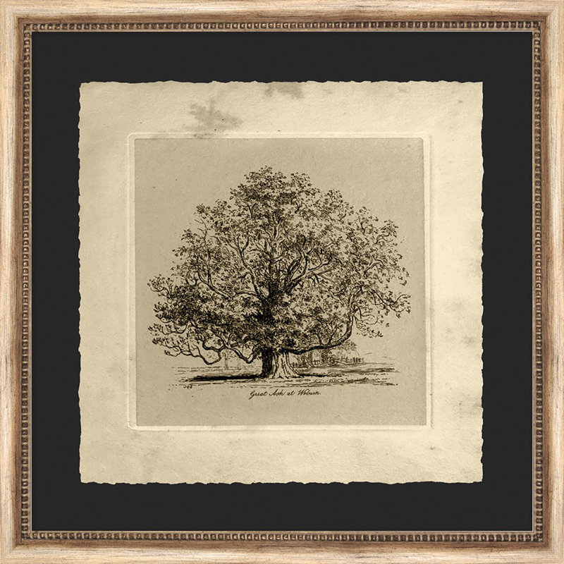 Great Ash At Woburn Painting