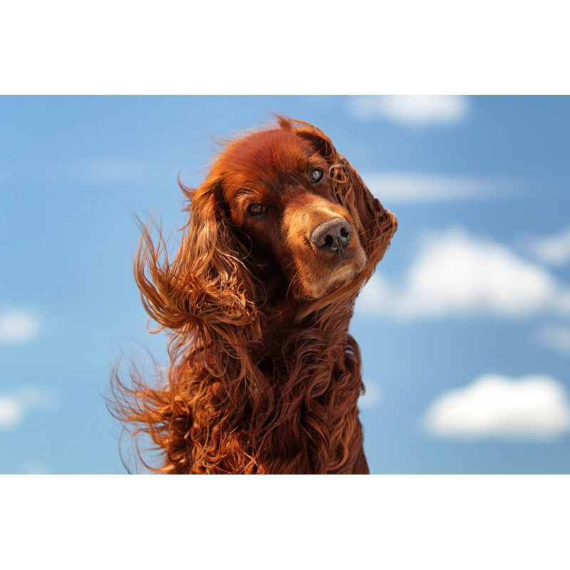 Red Irish Setter Dog Turn Head - Wrapped Canvas Print, 81cm H x 122cm W x 3.8cm D