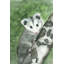 «Curiosity», reproduction sur toile tendue-21850419