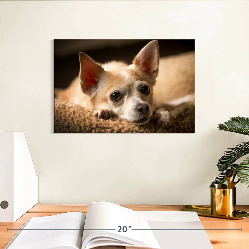 Chihuahua au repos Brampt, H 8 po x l 12 po