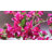 Opheim 6FT Artificial Bougainvillea Tree for Indoor Home Decor