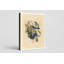 Florida Jay, Plate 87 (1827-1838) - Art mural sur toile Portrait-129977621