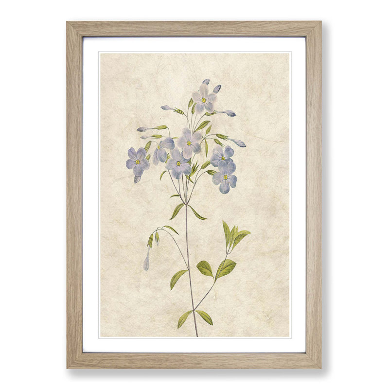 Lilac Phlox Flowers by Pierre-Joseph Redoute - Picture Frame Painting Print, 36cm H x 27cm W x 2cm D, Oak Framed