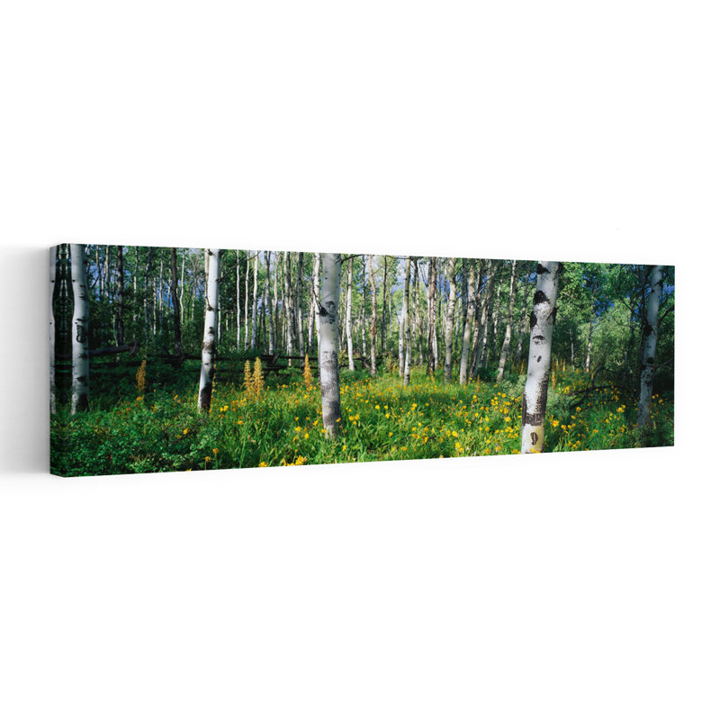 Field of Rocky Mountain Aspens 1 Piece Wrapped Canvas Panoramic Wall Art, 40.64 cm H x 121.92 cm W