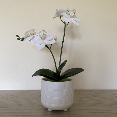 Centre de table orchidées en pot