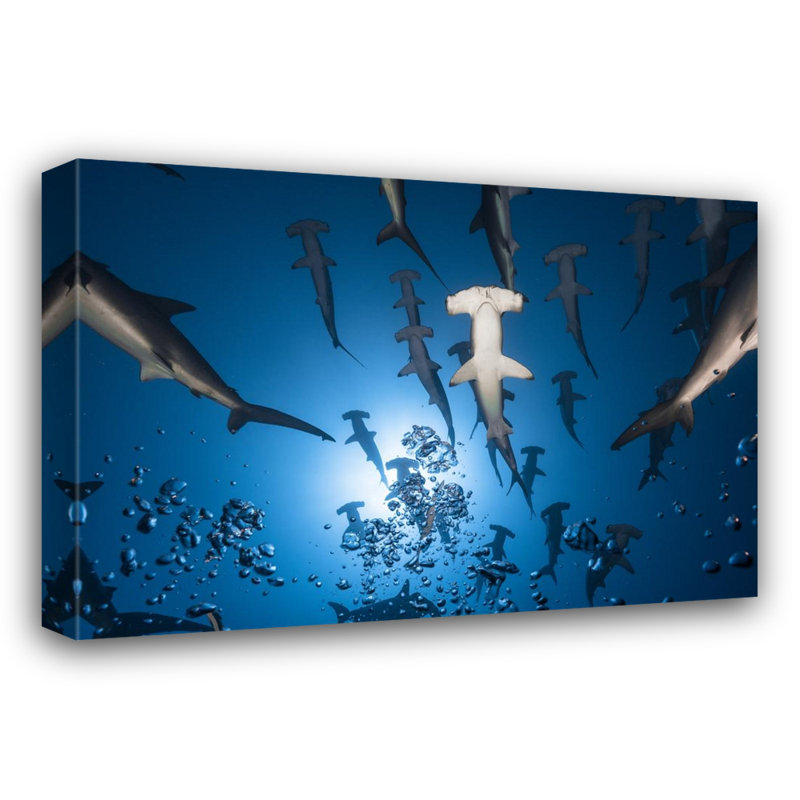 Hammerhead Shark - Giclee Reproduction on Gallery Wrapped Canvas, 15" H x 18" W