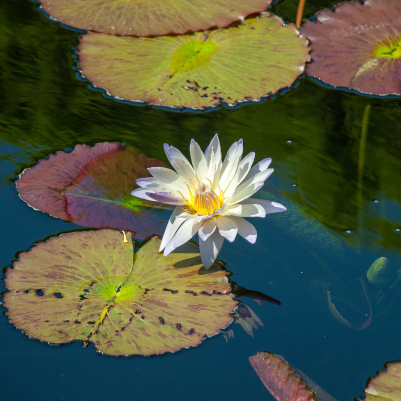 One-of-a-Kind «Nénuphar» par Ted Pannoe - photographie
