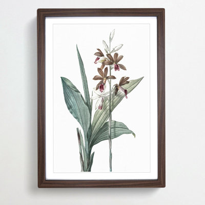 Limodorum Orchid Flowers by Pierre-Joseph Redoute - Picture Frame Painting Print