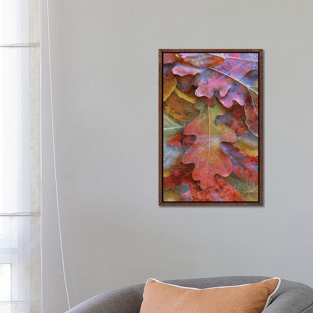 Fallen Autumn Colored Oak Leaves Frozen On The Ground von Tim Fitzharris - Gallery-Wrapped Canvas Giclée on Canvas