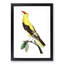 Golden Oriole Bird by George Shaw - Framed Print-55621112-55621114