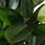 Plante artificielle en caoutchouc - arbre artificiel de 70 pouces avec feuilles au toucher naturel - plante d'intérieur en pot réaliste pour le bureau ou la maison